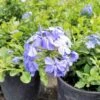 Plumbago Auriculata Cape Leadwort, Blue Plumbago Ships Free. -Cheap Plantly Store 1265 14