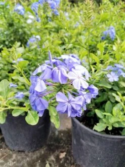 Plumbago Auriculata Cape Leadwort, Blue Plumbago Ships Free.