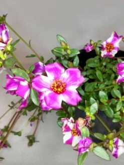Purslane Edible "Raspberry Parfait" Herb Ships Free. -Cheap Plantly Store 1265 15