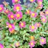 Purslane Edible "Cotton Candy" Herb Ships Free. -Cheap Plantly Store 1265 16