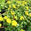 Purslane "Lemon Drops" Edible Herb Ships Free. -Cheap Plantly Store 1265 17
