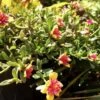 Purslane "Morning Star" Edible Organic Herb Ships Free. -Cheap Plantly Store 1265 18