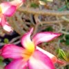 Adenium Obesum Impala Lily Plant Ships Free. -Cheap Plantly Store 1265 19