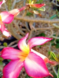 Adenium Obesum Impala Lily Plant Ships Free.