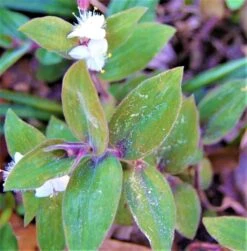 Rare Tradescantia Bunny Bellies Ship Free. -Cheap Plantly Store 1265 2 1