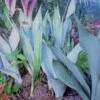 Great Blue Sansevieria Snake Plant Ships Free. -Cheap Plantly Store 1265 20