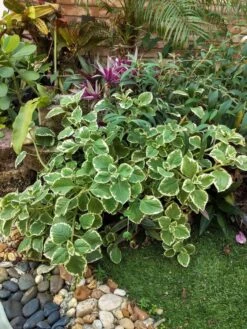 Portuguese Oregano Mexicali Mint Herb Ships Free. -Cheap Plantly Store 1265 21