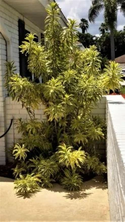 Dracaena Song Of India Plant Ships Free. 6 Dracaena Song Of India Plant Ships Free. -Cheap Plantly Store 1265 22