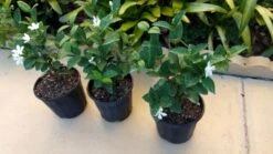 Asian Snow Wrightia Antidysenterica Rare Bush Ships Free. 7 Asian Snow Wrightia Antidysenterica Rare Bush Ships Free. -Cheap Plantly Store 1265