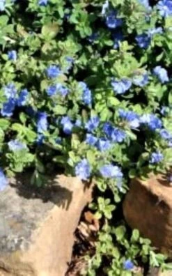 Evolvulus Blue Creeper Ships Free. -Cheap Plantly Store 1265 3 1