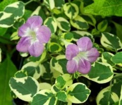 Chinese Violets Asystasia Gangetica Ship Free.