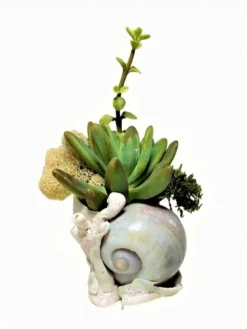 Succulent Seashell Planter Ships Free. -Cheap Plantly Store 1265 4