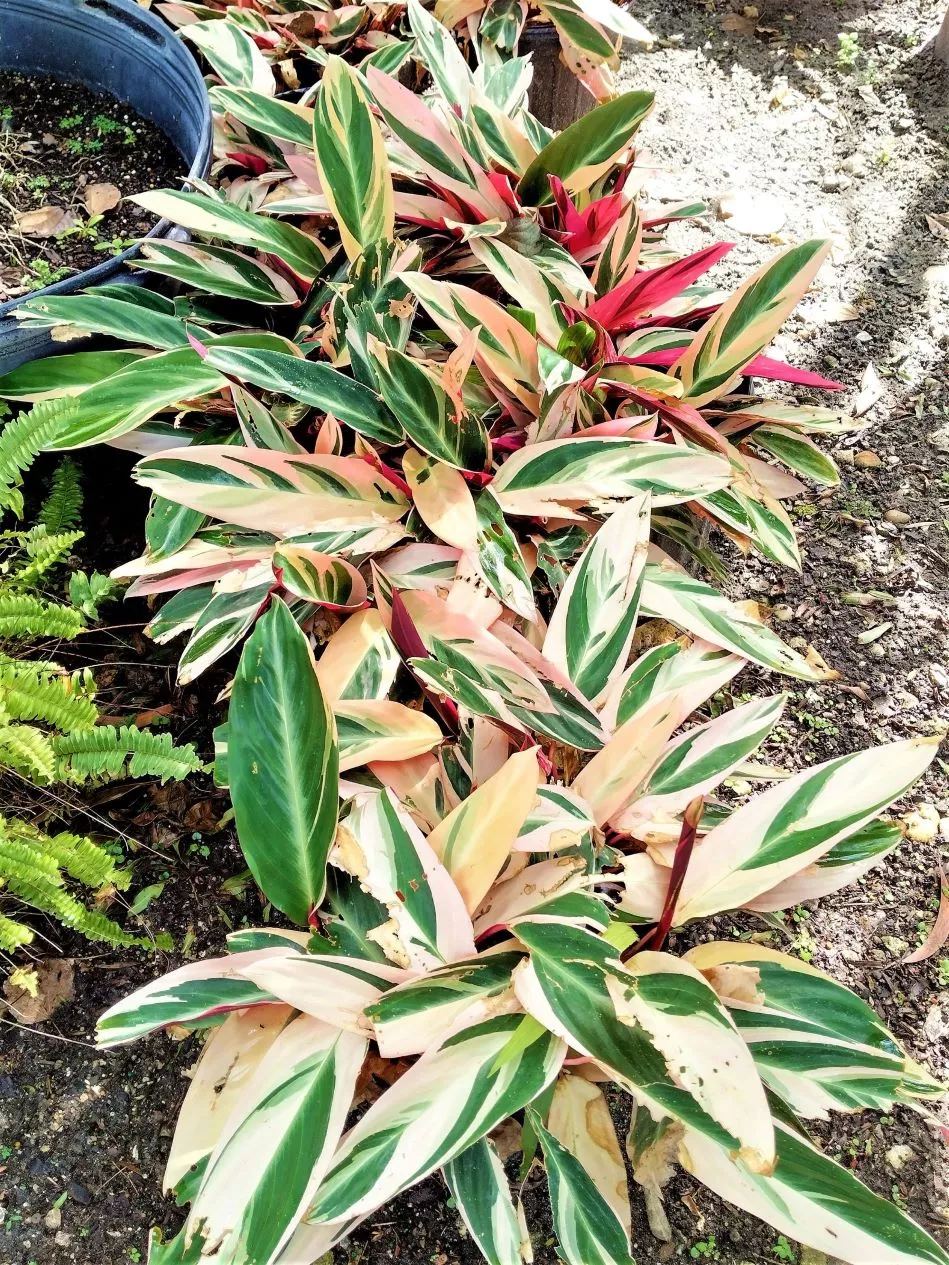 Red Shell Ginger Alpinia Zerumbet Plant Ships Free. 4 Red Shell Ginger Alpinia Zerumbet Plant Ships Free. - Image 2