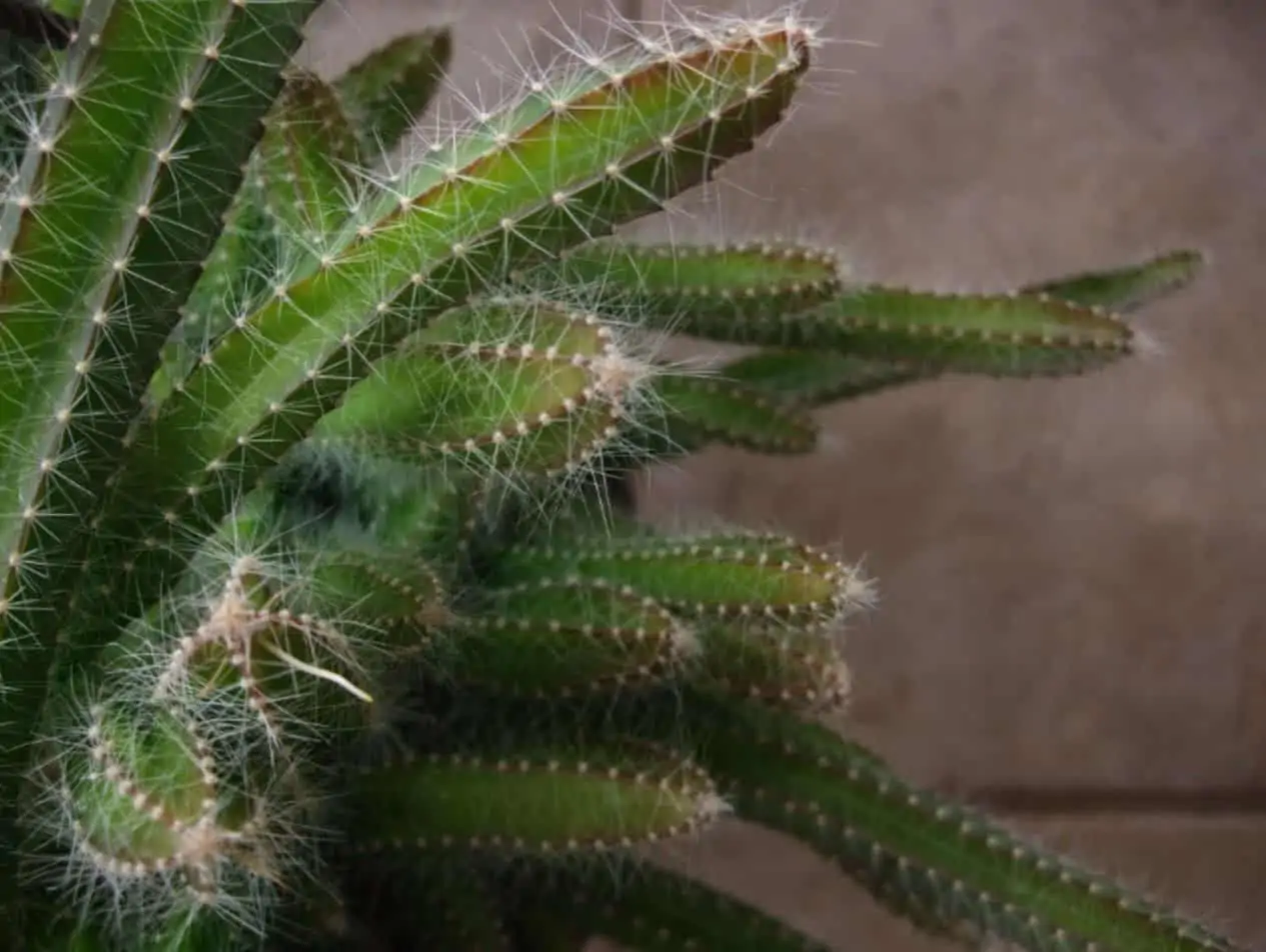 Strophocactus Dog Tail Cactus (3) Cuttings Ship Free. 4 Strophocactus Dog Tail Cactus (3) Cuttings Ship Free. - Image 2