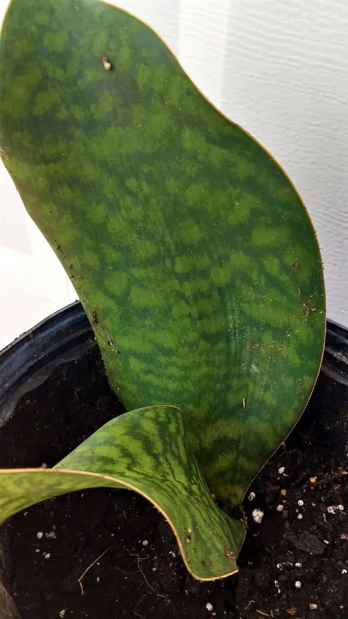 Asian Snow Wrightia Antidysenterica Rare Bush Ships Free. 5 Asian Snow Wrightia Antidysenterica Rare Bush Ships Free. - Image 3