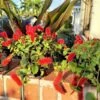 Dwarf Chenille Plant Red Hot Cat Tails Ships Free. -Cheap Plantly Store 1265a 1