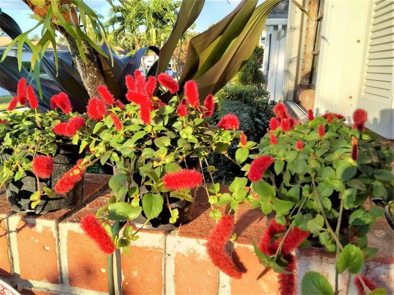 Dwarf Chenille Plant Red Hot Cat Tails Ships Free. 3 Dwarf Chenille Plant Red Hot Cat Tails Ships Free.