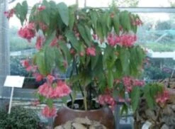 Organic Angel Wing Pink Cane Begonia Ships Free.