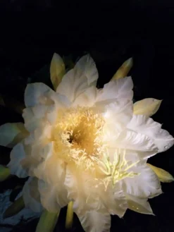 Epiphyllum Oxpetalum Cereus Night Orchid Ships Free. -Cheap Plantly Store 1265a