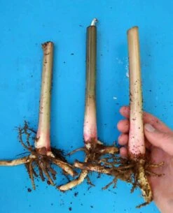 Heliconia Psittacorum Parrot Heads Ship Free. -Cheap Plantly Store 1265b 1