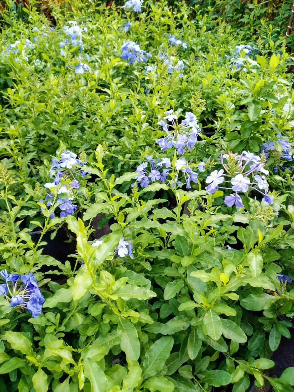 Plumbago Auriculata Cape Leadwort, Blue Plumbago Ships Free. 4 Plumbago Auriculata Cape Leadwort, Blue Plumbago Ships Free. - Image 2