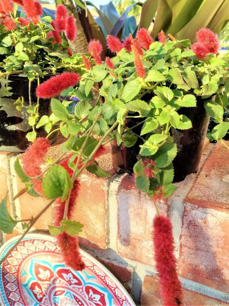 Dwarf Chenille Plant Red Hot Cat Tails Ships Free. 4 Dwarf Chenille Plant Red Hot Cat Tails Ships Free. - Image 2