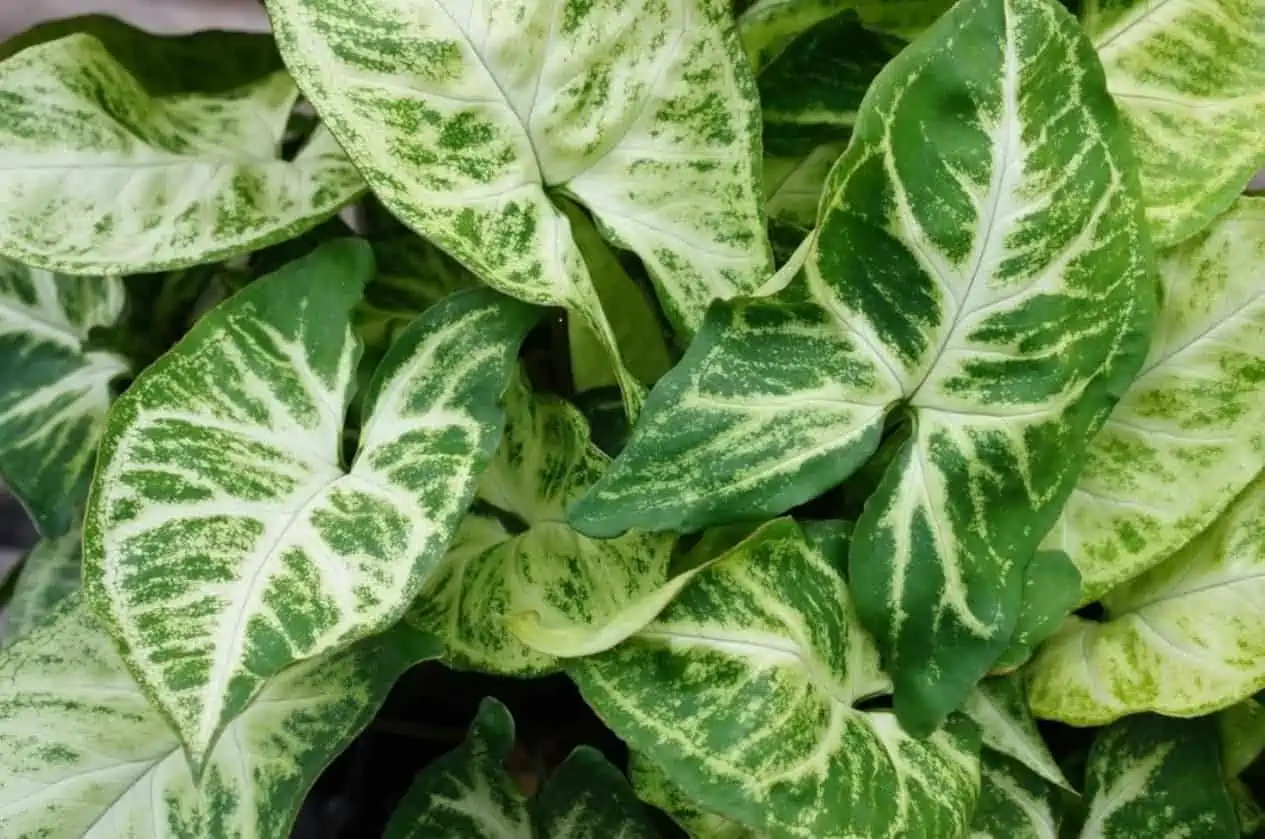 Syngonium White Butterfly Plants (2) Ship Free. 3 Syngonium White Butterfly Plants (2) Ship Free.