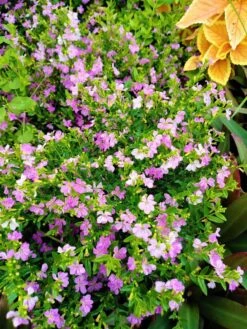 Cuphea Hyssopifolia Mexican Heather Elfin Herb Pollinator.