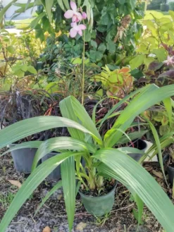 Ground Orchid Spathoglottis Pink Ships Free. -Cheap Plantly Store 1265e 1