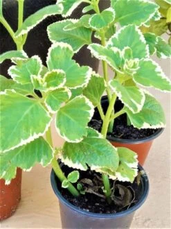 Portuguese Oregano Mexicali Mint Herb Ships Free. -Cheap Plantly Store 1265e 1