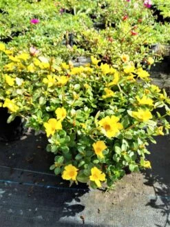 Purslane "Lemon Drops" Edible Herb Ships Free. -Cheap Plantly Store 1265f 1