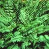 Christmas Ferns Polystichum Acrostichides (3) Ships Free.