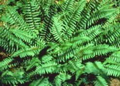 Christmas Ferns Polystichum Acrostichides (3) Ships Free.