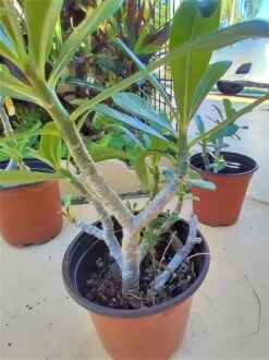 Adenium Obesum Impala Lily Plant Ships Free. -Cheap Plantly Store 1265g 1