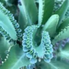 Kalanchoe Daigremontiana Mother Of Millions Ships Free. -Cheap Plantly Store 1265g