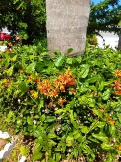 Mexican Flame Vine Best Pollinator Ships Free. 8 Mexican Flame Vine Best Pollinator Ships Free. -Cheap Plantly Store 1265g