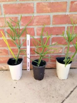 Pencil Plant Fire Stick Spurges Ships Free. -Cheap Plantly Store 1265g 3