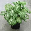 Red Shell Ginger Alpinia Zerumbet Plant Ships Free. 1 Red Shell Ginger Alpinia Zerumbet Plant Ships Free. -Cheap Plantly Store 1265h