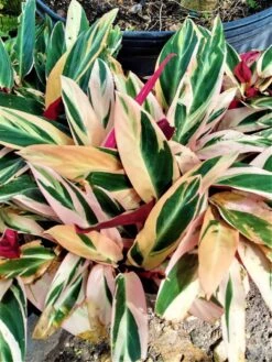 Red Shell Ginger Alpinia Zerumbet Plant Ships Free.