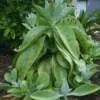 Kalanchoe Gastonis Bonnieri Donkey Ear Ships Free.