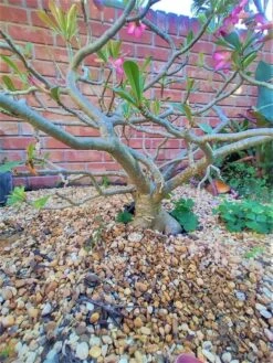 Adenium Obesum Impala Lily Plant Ships Free. -Cheap Plantly Store 1265j 2