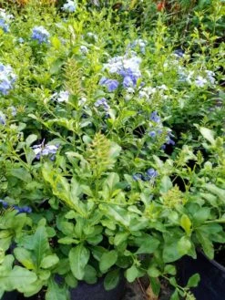 Plumbago Auriculata Cape Leadwort, Blue Plumbago Ships Free. 7 Plumbago Auriculata Cape Leadwort, Blue Plumbago Ships Free. -Cheap Plantly Store 1265j