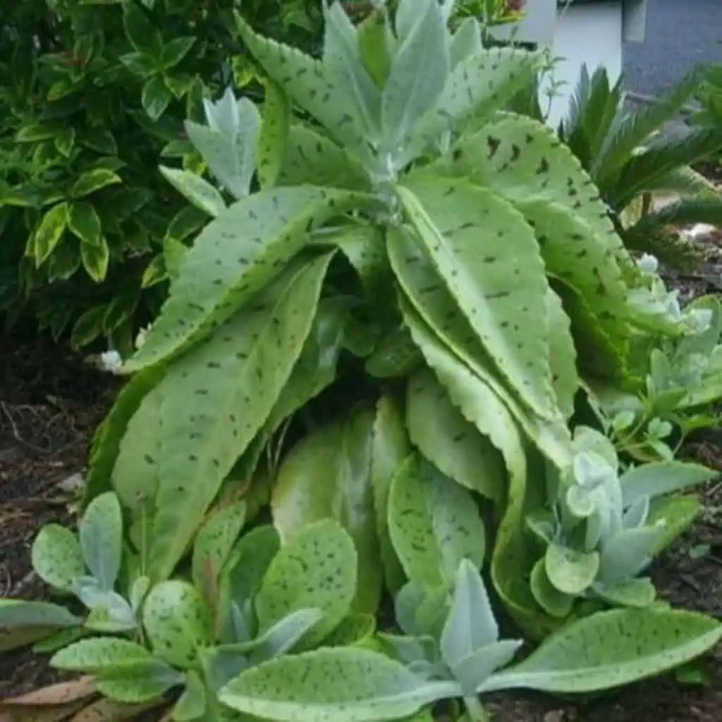 Plumbago Auriculata Cape Leadwort, Blue Plumbago Ships Free. 5 Plumbago Auriculata Cape Leadwort, Blue Plumbago Ships Free. - Image 3