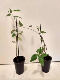 Mexican Flame Vine Best Pollinator Ships Free. 7 Mexican Flame Vine Best Pollinator Ships Free. -Cheap Plantly Store 1265k 1 1