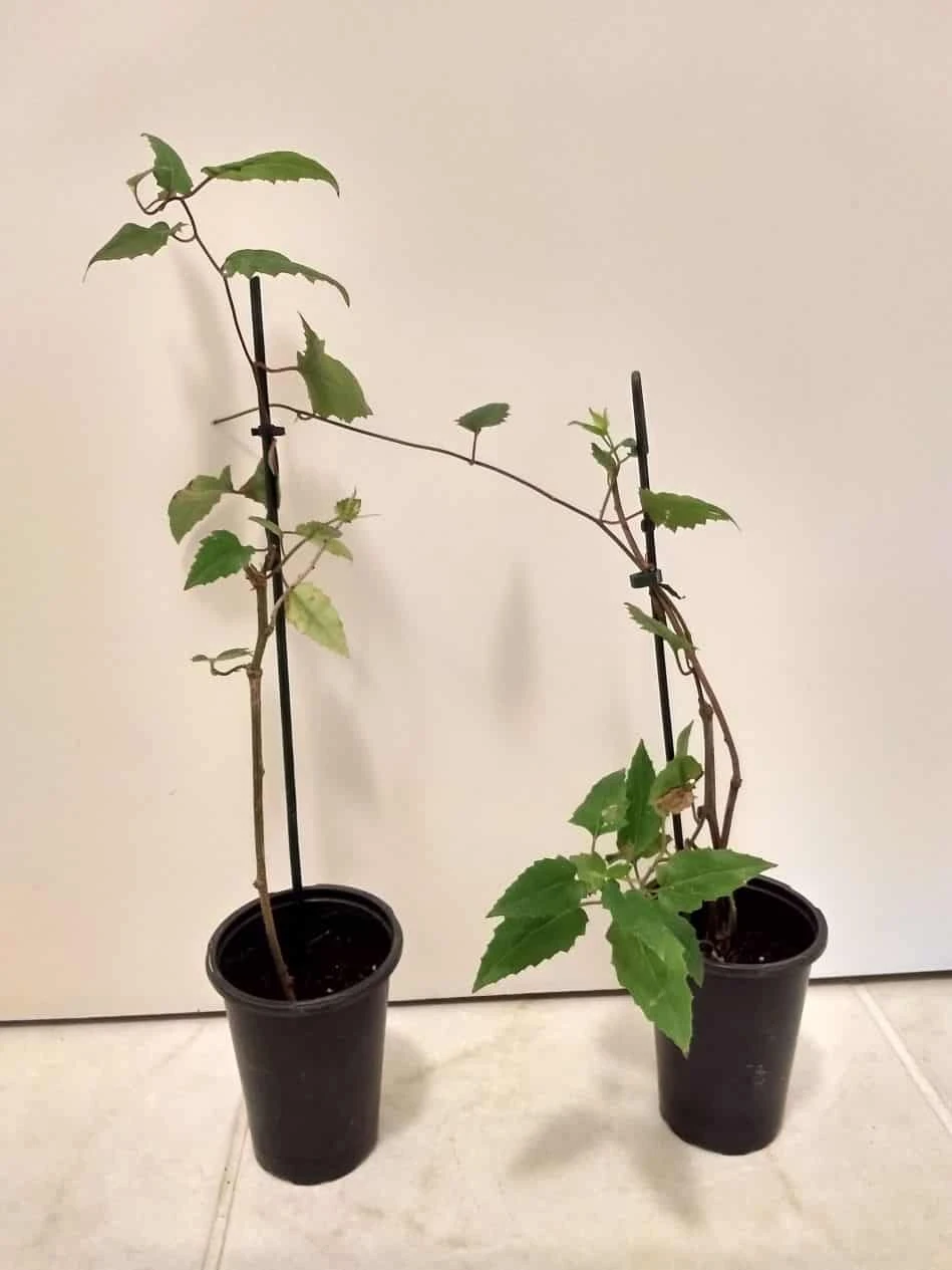 Mexican Flame Vine Best Pollinator Ships Free. 4 Mexican Flame Vine Best Pollinator Ships Free. - Image 2