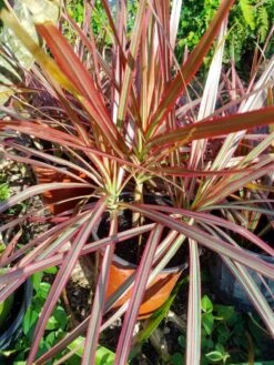 Dracaena Red Dragon Tree Ships Free. -Cheap Plantly Store 1265k