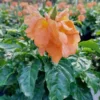 Marmalade Crossandra Infundibuliform Blooming Ships Free. 1 Marmalade Crossandra Infundibuliform Blooming Ships Free. -Cheap Plantly Store 1265kkk rotated 1