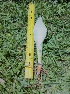 Great Blue Sansevieria Snake Plant Ships Free. 7 Great Blue Sansevieria Snake Plant Ships Free. -Cheap Plantly Store 1265l 1