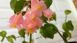 Organic Angel Wing Pink Cane Begonia Ships Free. -Cheap Plantly Store 1265m 1