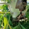Staghorn Epiphyte Fern Ships Free. 1 Staghorn Epiphyte Fern Ships Free. -Cheap Plantly Store 1265m 1 rotated 1